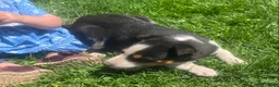 Mixed Breed dogs for sale: Misty  - Ad 5