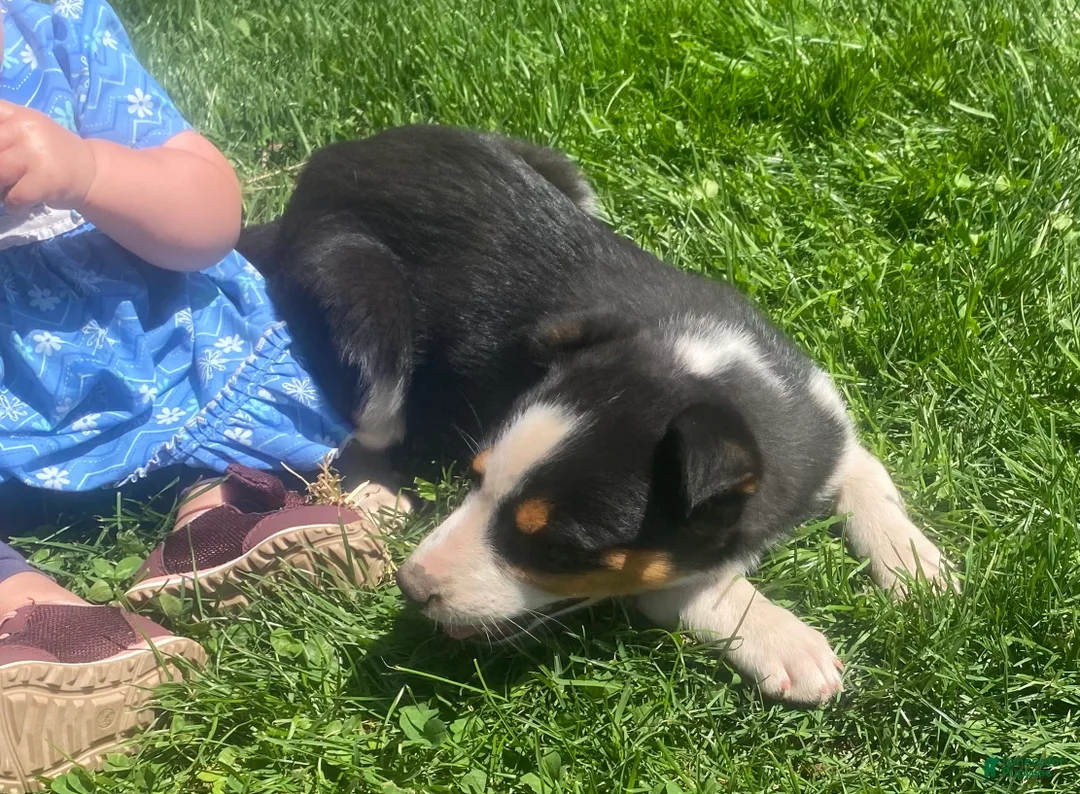 Mixed Breed dogs for sale: Misty  - Ad 5