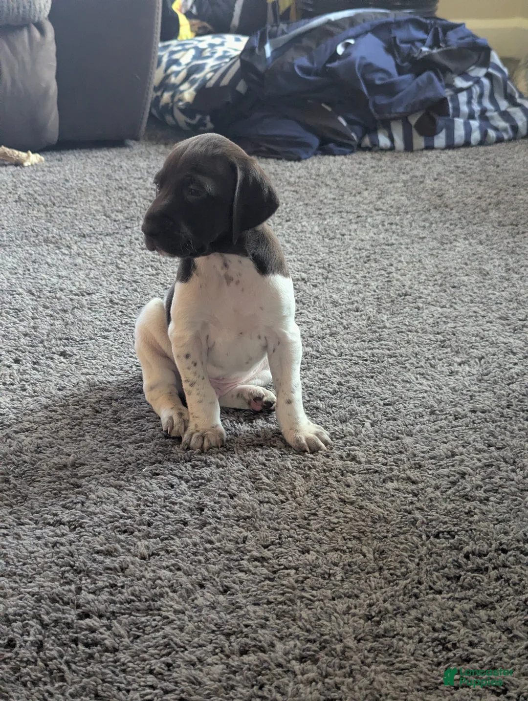German Shorthaired Pointer dogs for sale: German Shorthaired Pointer Puppy 4 - Ad 1