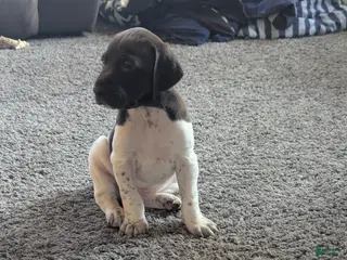 German Shorthaired Pointer dogs German Shorthaired Pointer Puppy 4 - Ad 15