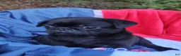 Pug dogs for sale: Black Bear - Ad 2