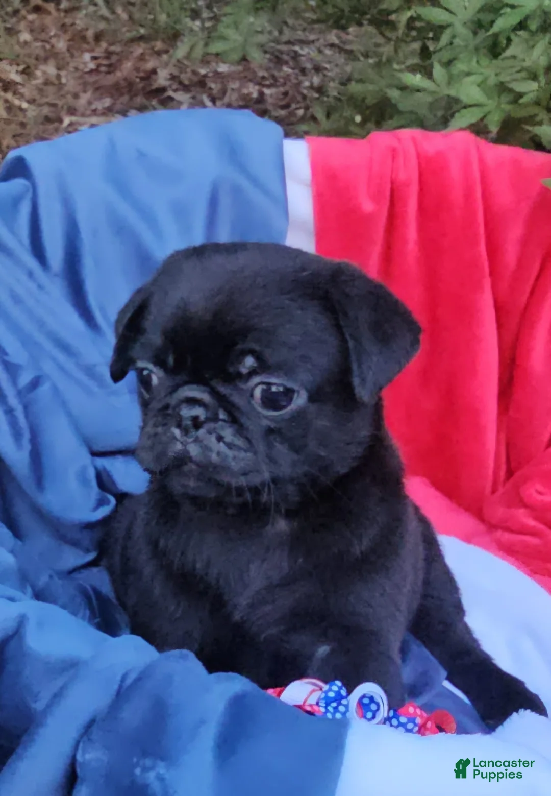 Pug dogs for sale: Black Bear - Ad 2