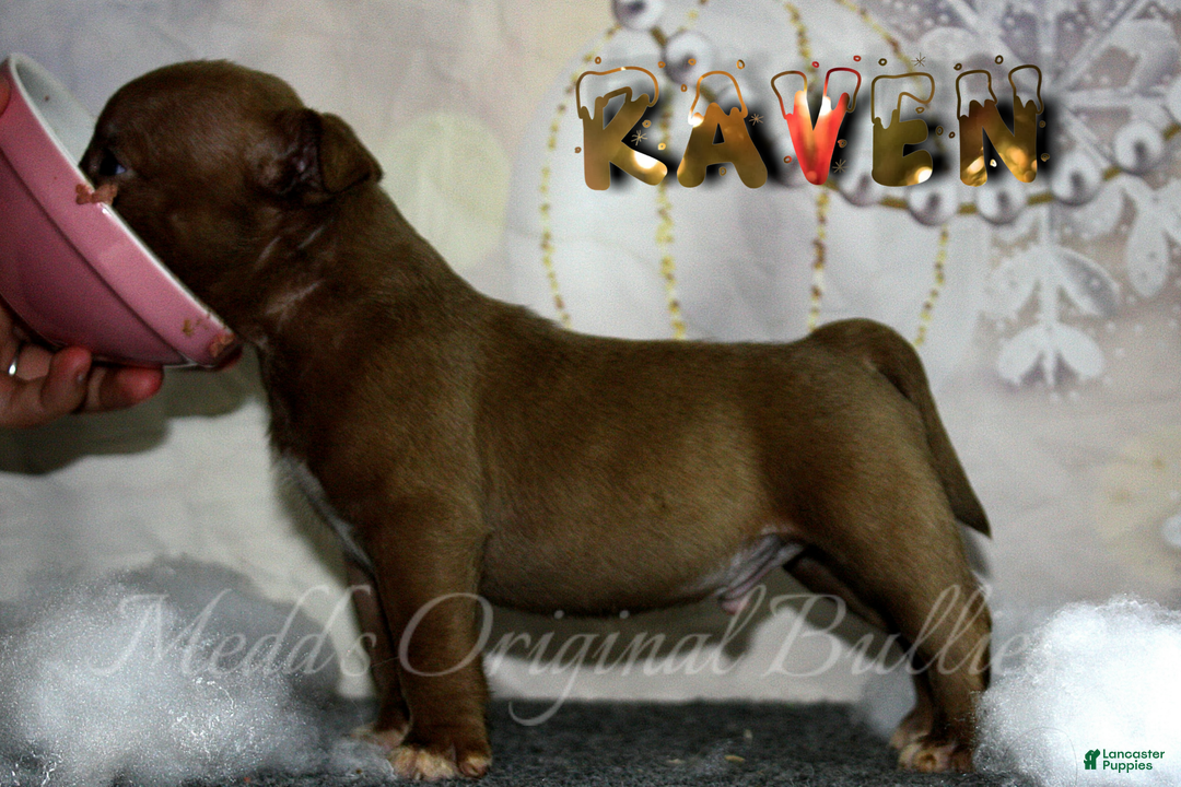 American Bully dogs for sale: Raven - Ad 7