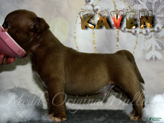 American Bully dogs Raven - Ad 4