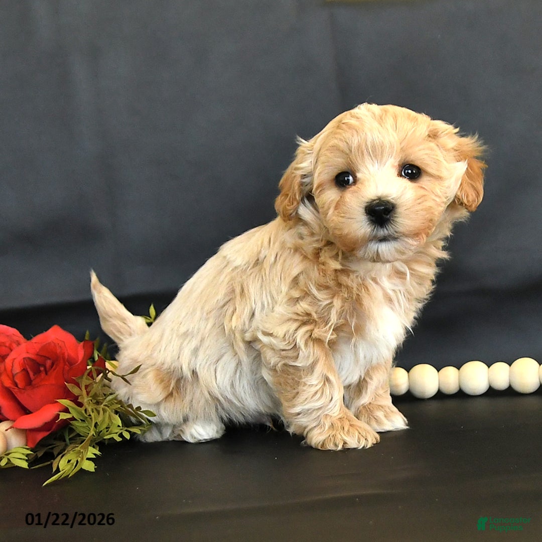 Maltipoo dogs for sale: Maverick - Ad 2
