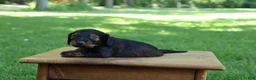 Miniature Dachshund dogs for sale: Mini Dachshund: Eric - Ad 6