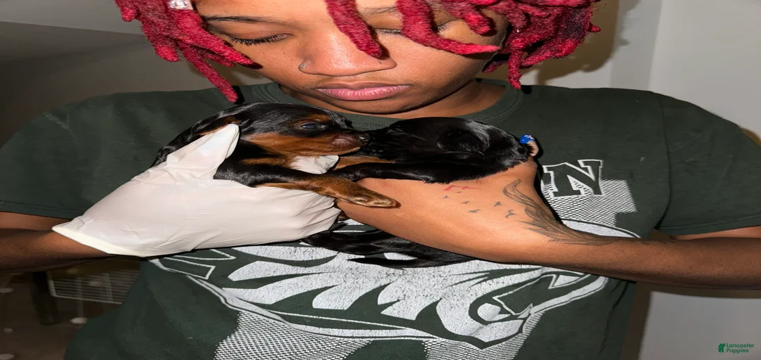 Gallery Image {{count}}