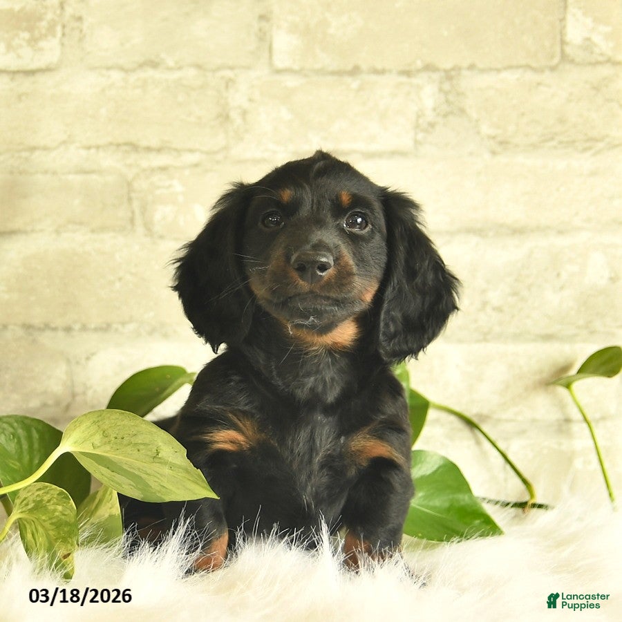 Miniature Dachshund dogs Todd  - Ad 2