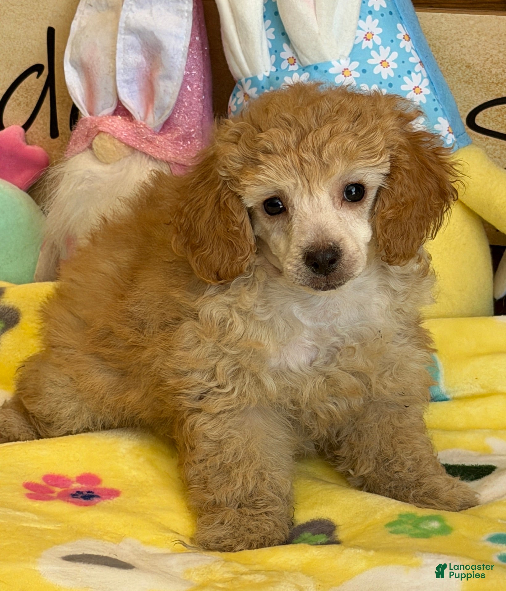 Toy Poodle dogs Pansy - Ad 14