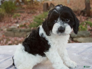 Cockapoo dogs - Ad 1