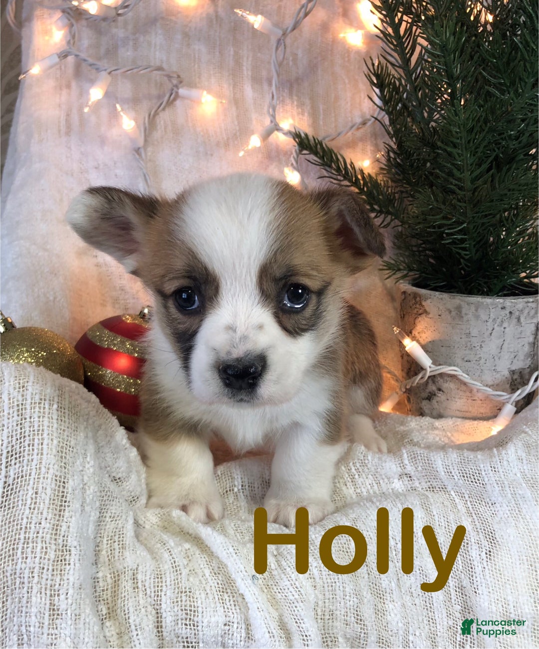 Welsh Corgi Pembroke dogs for sale: Holly - Ad 4