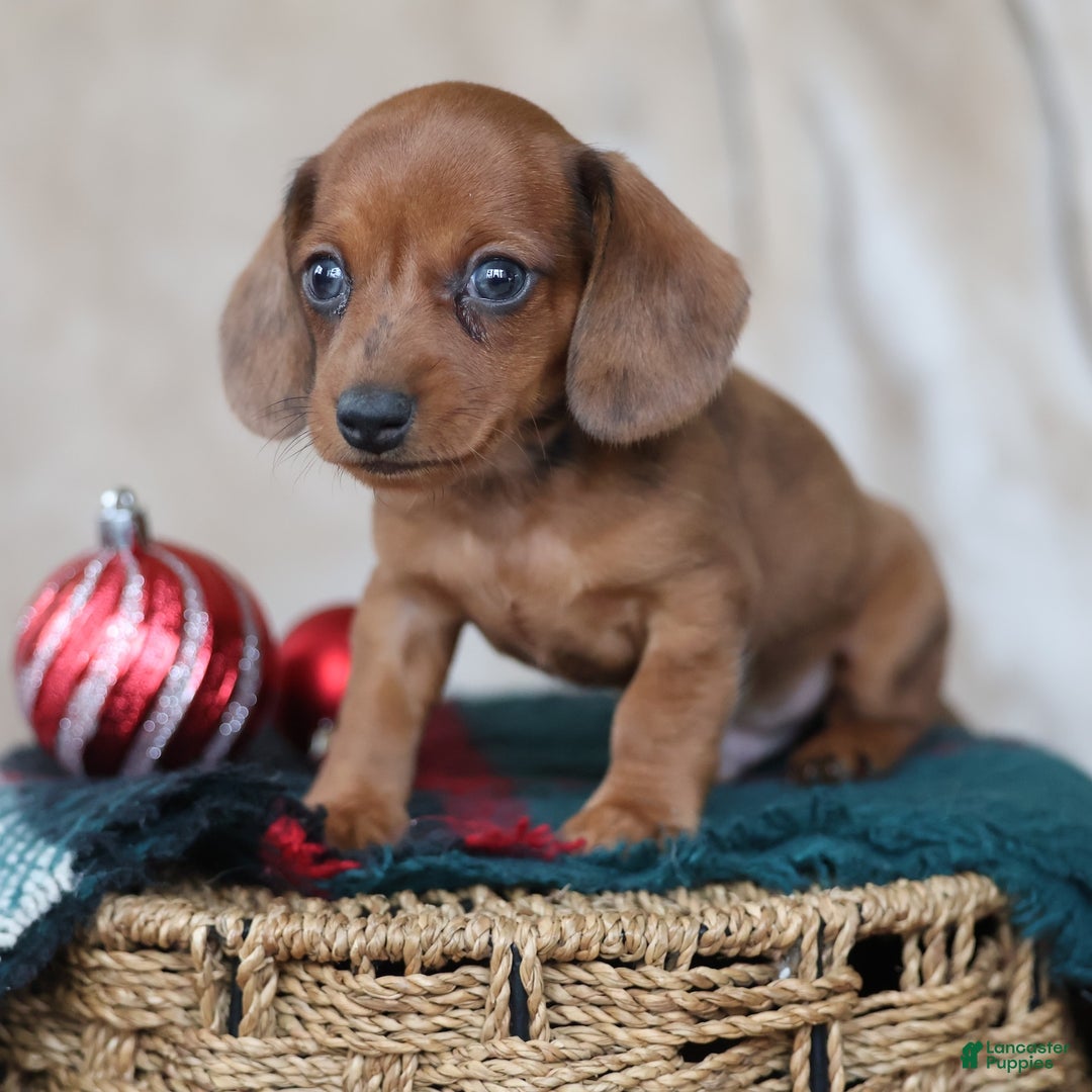Miniature Dachshund dogs for sale: Sterling - Ad 3