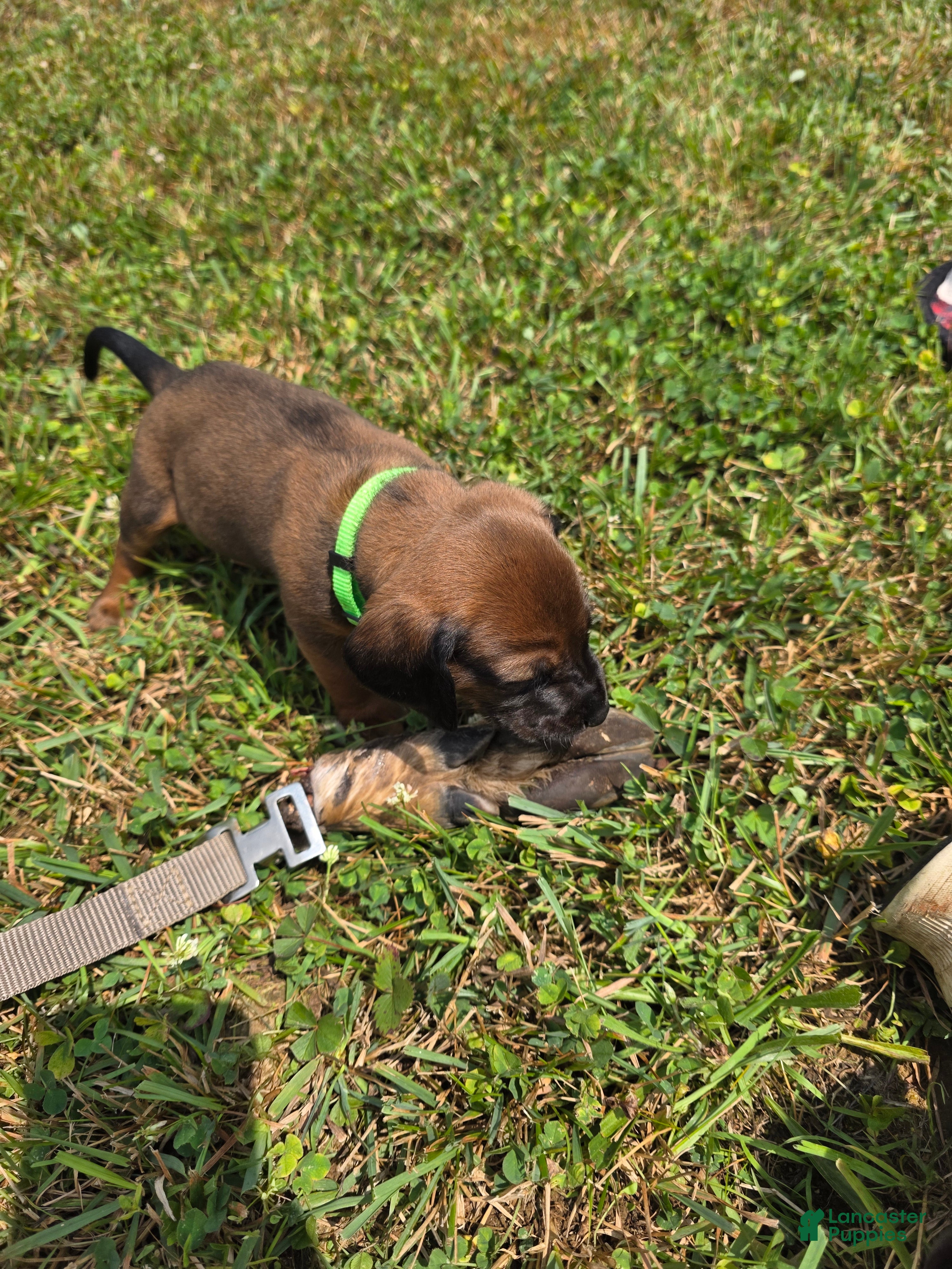 Other breed dogs Bavarian Mountain Scent Hound Green Male - Ad 5