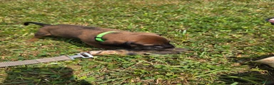 Bavarian Mountain Scent Hound Green Male