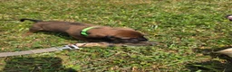 Other breed dogs for sale: Bavarian Mountain Scent Hound Green Male - Ad 1