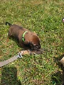 Bavarian Mountain Scent Hound Green Male
