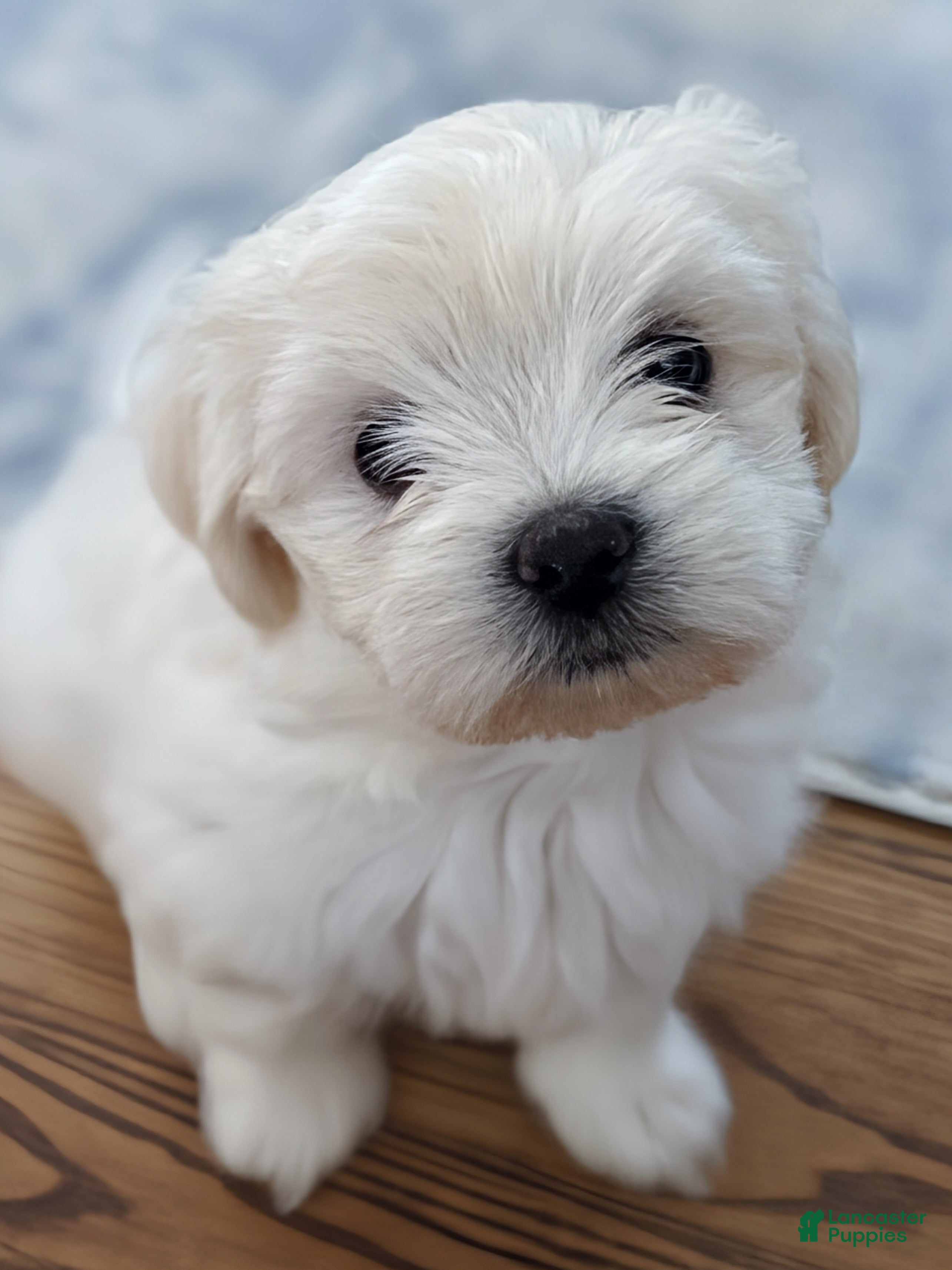 Malshi dogs Elaine - Fluffy White Teddy Bear Malshi Puppy - Ad 2