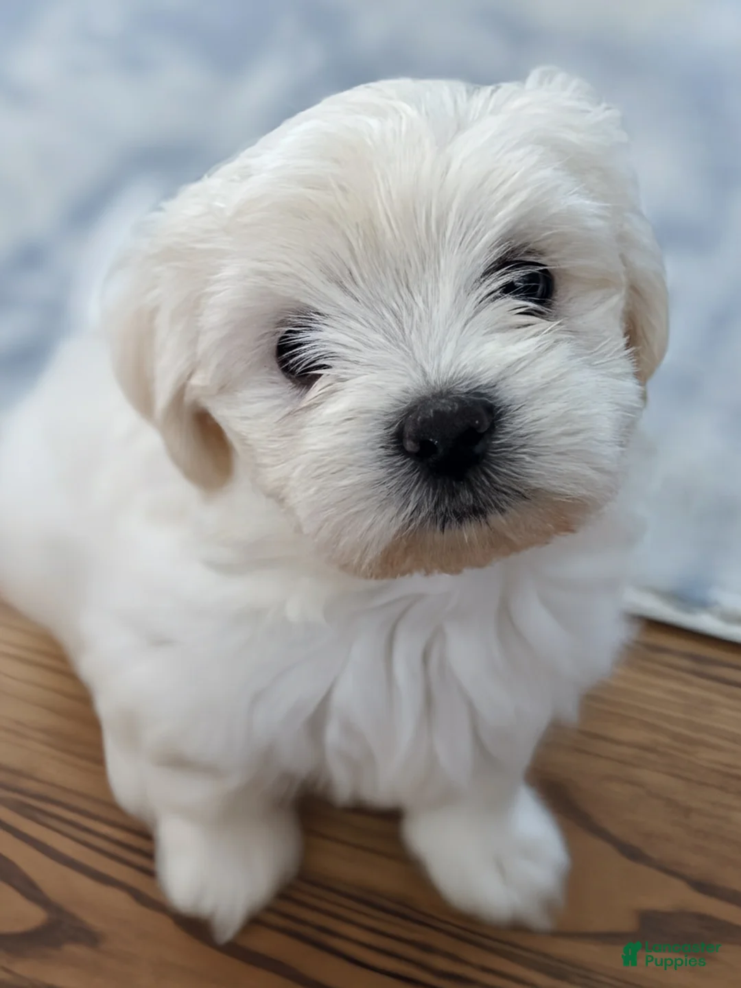 Malshi dogs for sale: Elaine - Fluffy White Teddy Bear Malshi Puppy - Ad 2