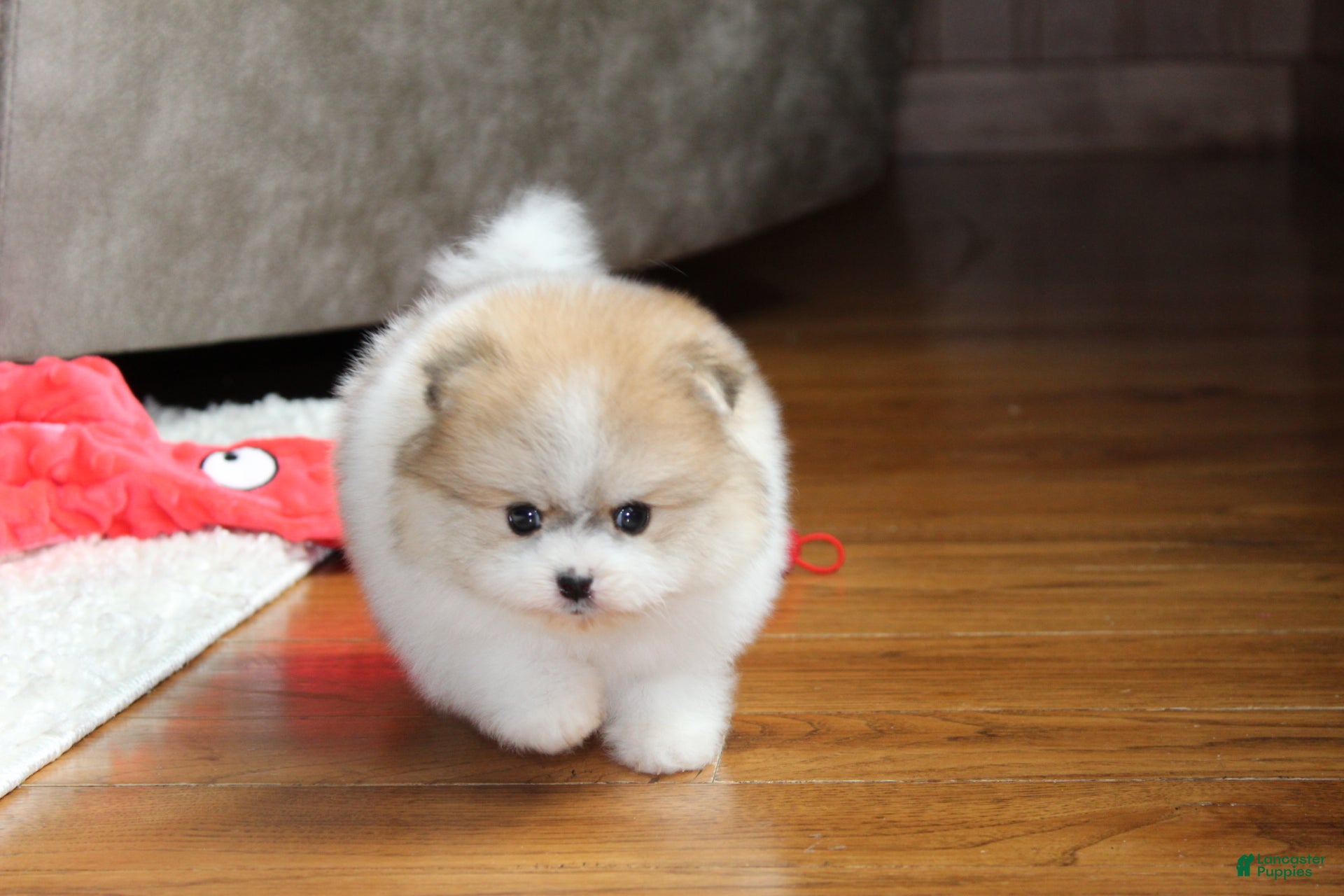 Pomeranian dogs Teacup Preston - Ad 1