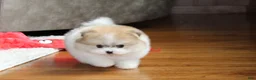 Pomeranian dogs for sale: Teacup Preston - Ad 1