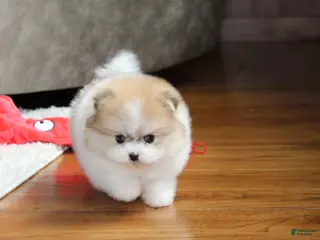Pomeranian dogs for sale: Teacup Preston - Ad 3