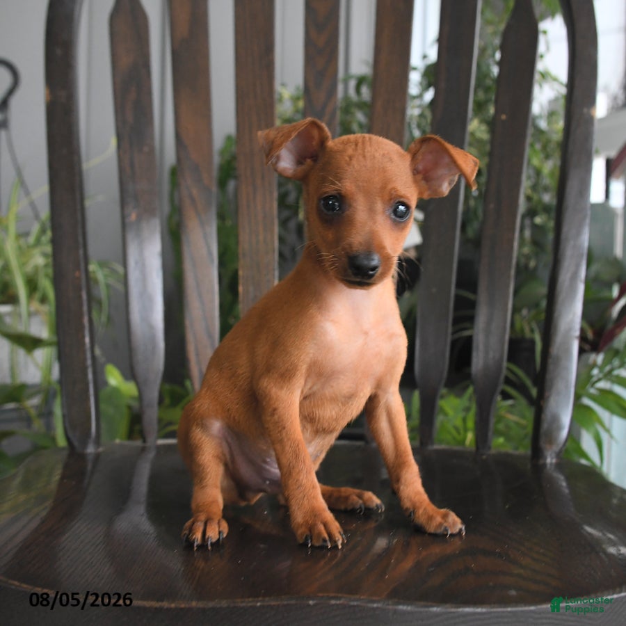 Miniature Pinscher dogs Cinna  - Ad 1