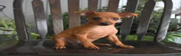 Miniature Pinscher dogs for sale: Cinna  - Ad 1