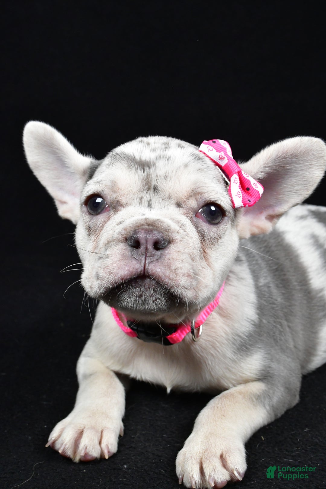 French Bulldog dogs for sale: Biscuit  - Ad 5