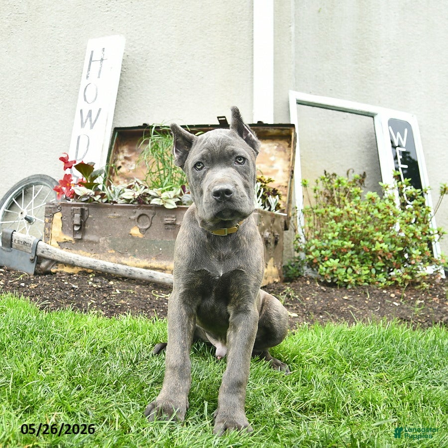 Cane Corso dogs Domino - Ad 1