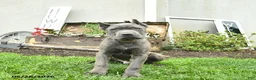 Cane Corso dogs for sale: Domino - Ad 1