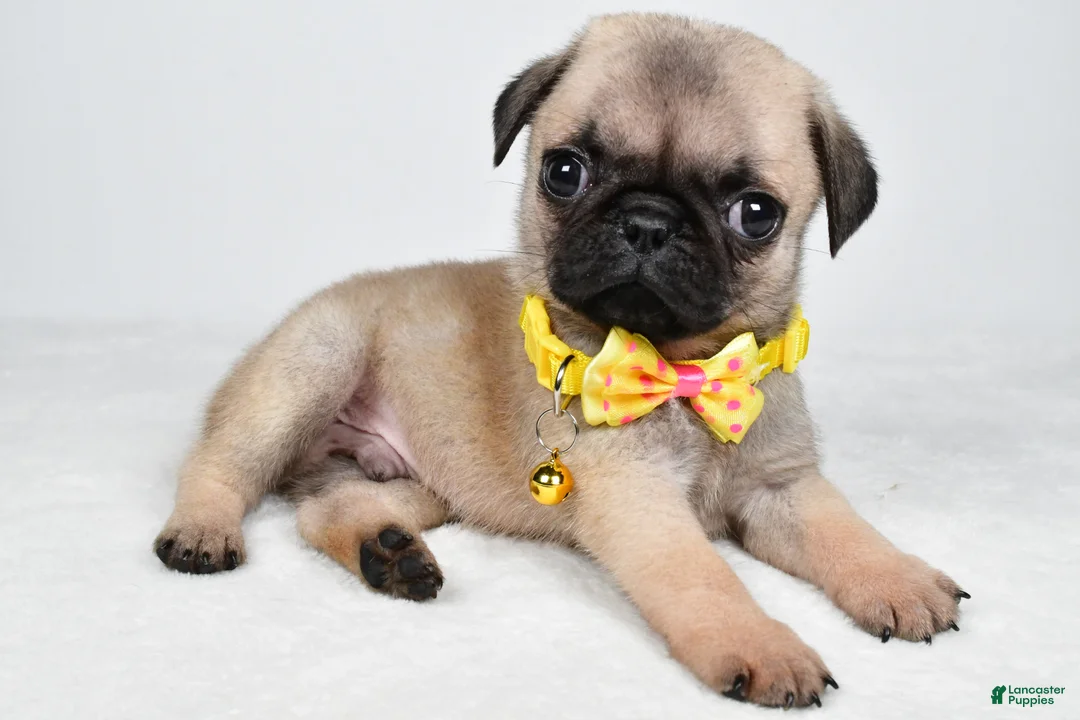 Pug dogs for sale: Archie - Ad 1