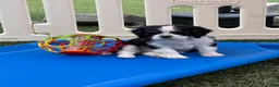 Cavalier King Charles Spaniel dogs for sale: Judah - Ad 5