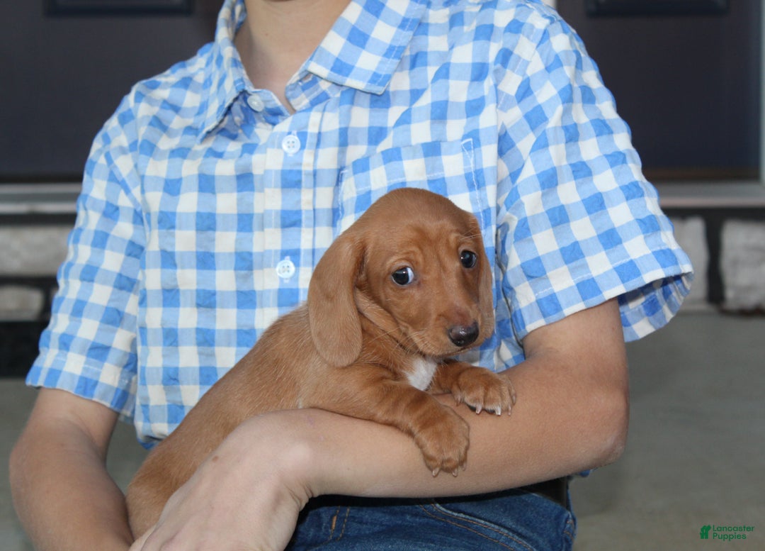 Dachshund dogs for sale: Sasha - Genetic Tested Parents - Ad 14