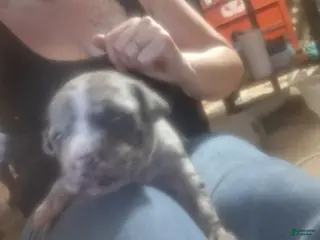 American Pit Bull Terrier dogs Merle Starr - Ad 3