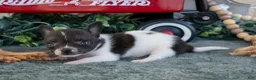 Chihuahua dogs for sale: Teeny - Ad 3