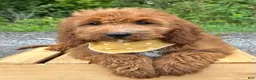 Irish Doodle dogs for sale: Daisy - Ad 1