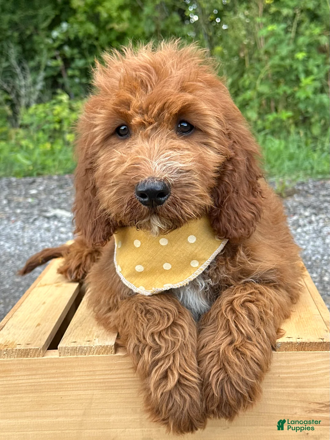Irish Doodle dogs for sale: Daisy - Ad 1