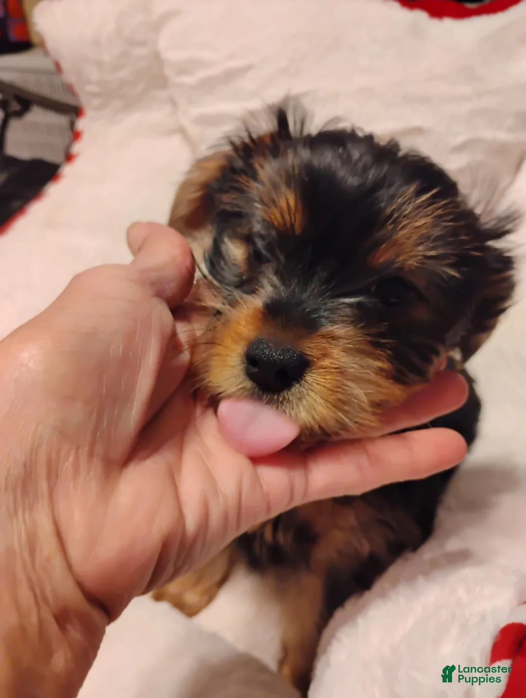 Yorkshire Terrier dogs for sale: Mariah - Yorkshire Terrier Puppy 4 - Ad 3