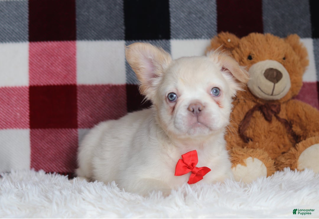 French Bulldog dogs for sale: Miguel - Ad 3