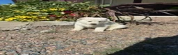German Shepherd dogs for sale: Hazel - Ad 3