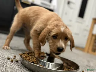 Mixed Breed dogs Mixed Breed Puppy 4 - Ad 17