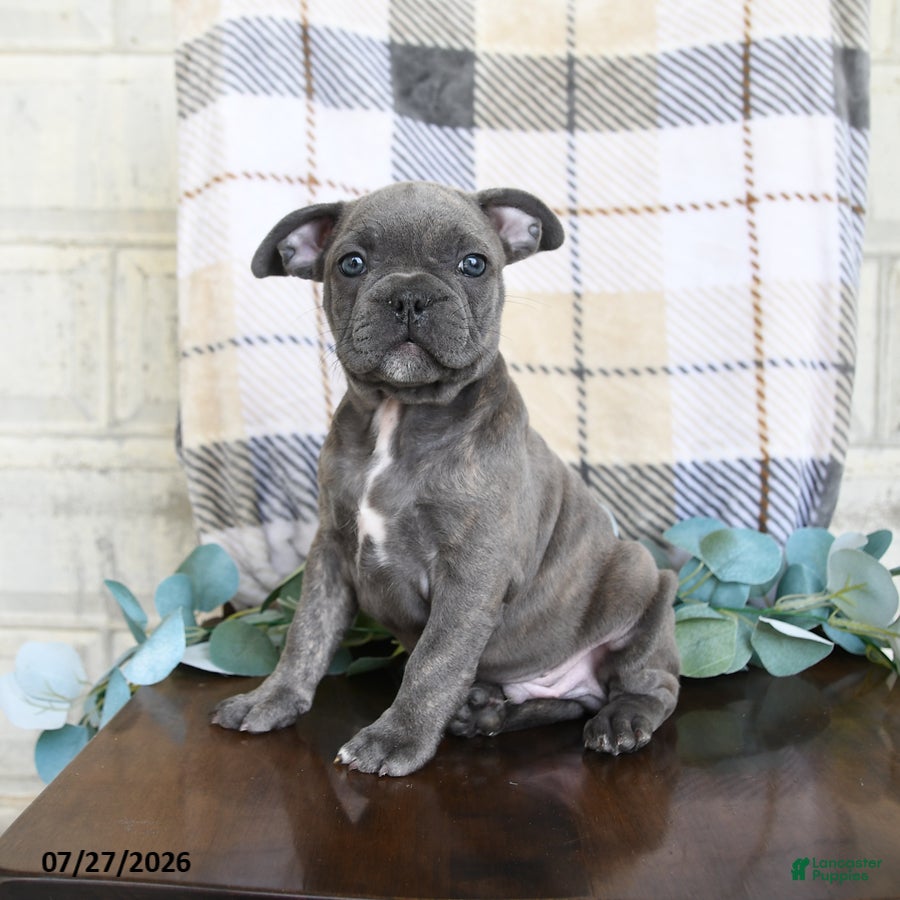 Frenchton dogs Jaron - Ad 2
