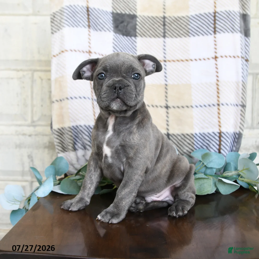 Frenchton dogs for sale: Jaron - Ad 2