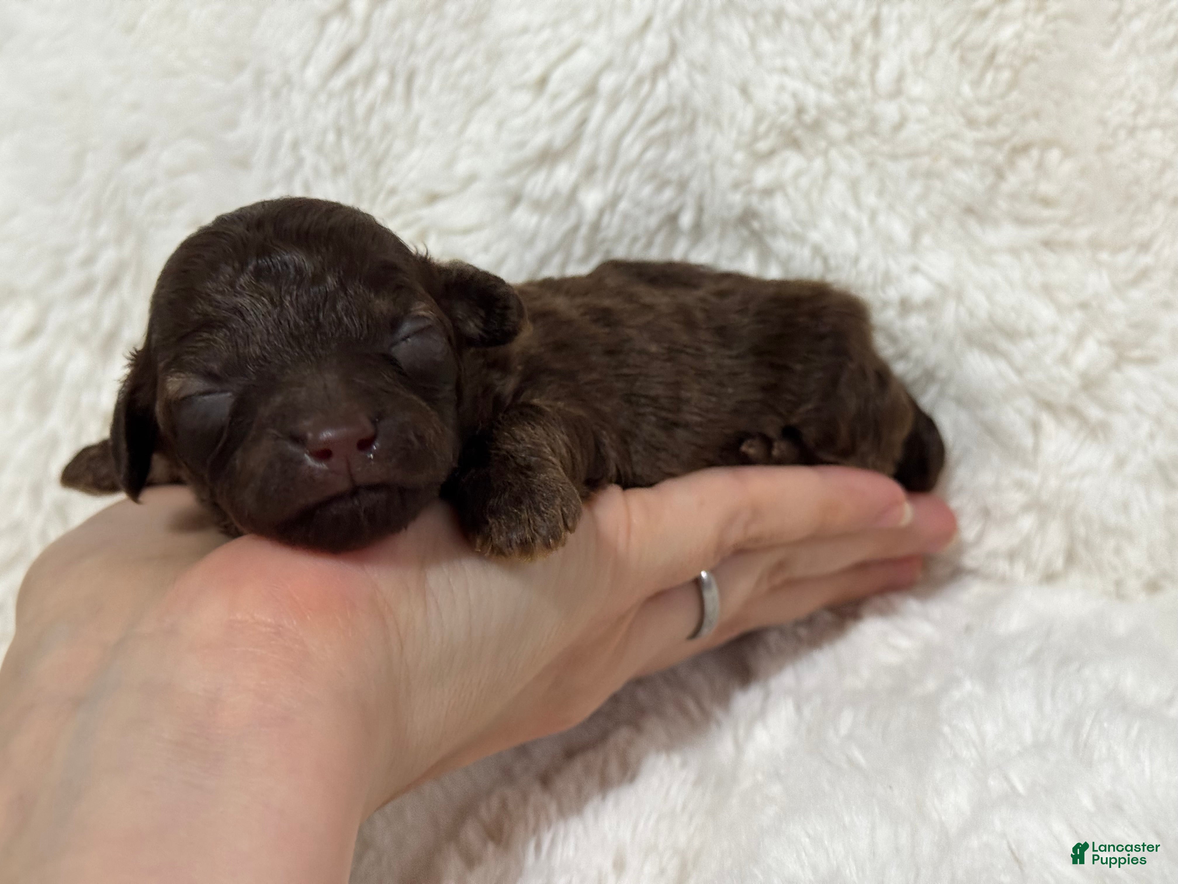 Toy Poodle dogs Loki - Ad 15