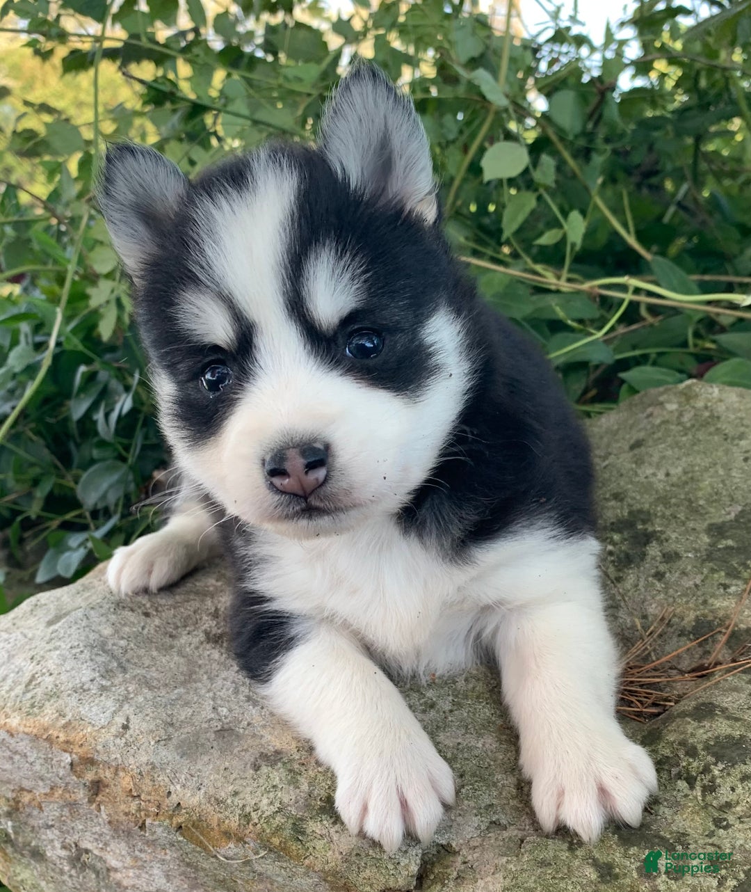 Alaskan Klee Kai dogs for sale: 🎄Wolf is reserved…Check out our other puppies! - Ad 9