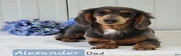 Miniature Dachshund dogs for sale: Rover - Ad 7