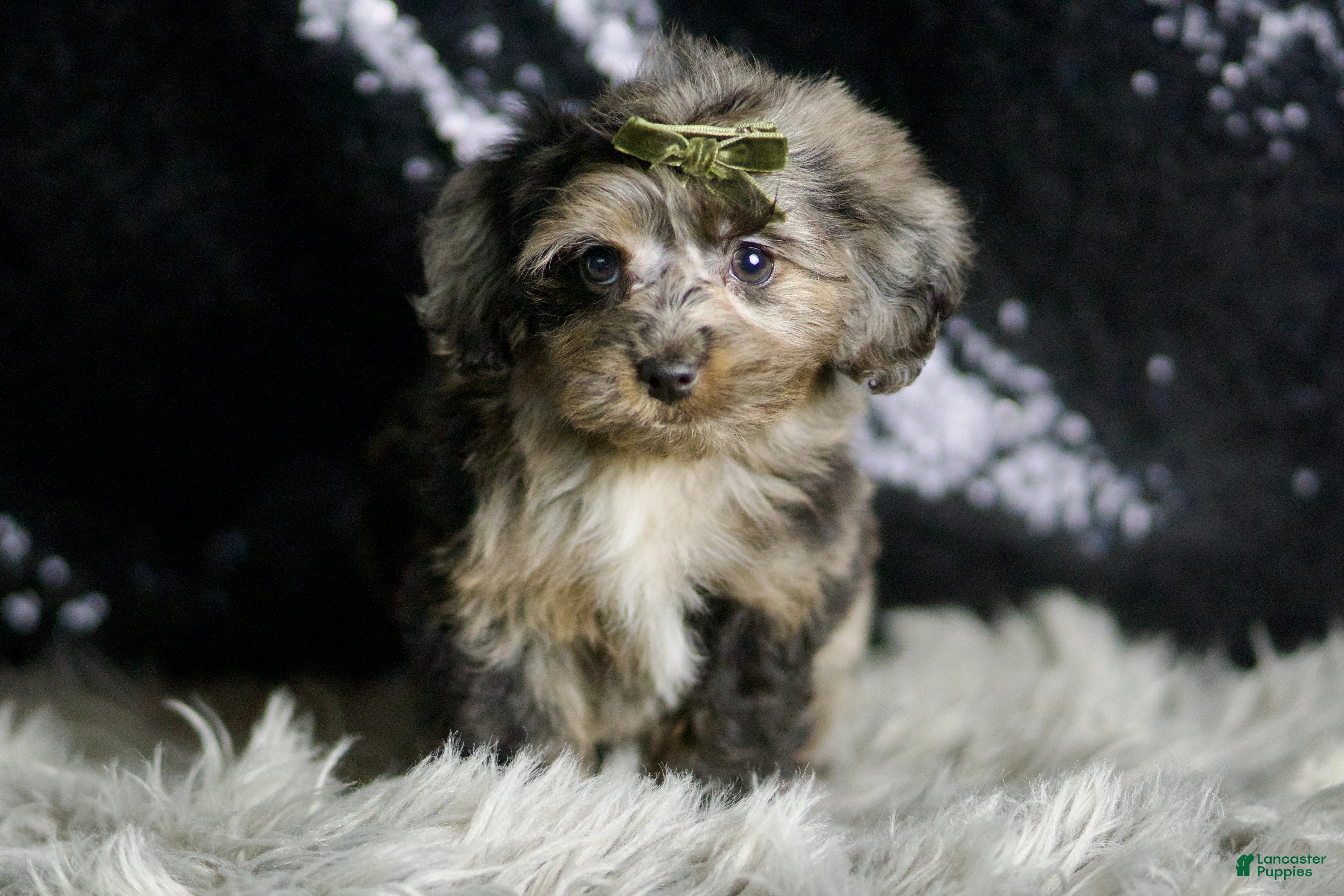 Yorkiepoo dogs Mario - Ad 36