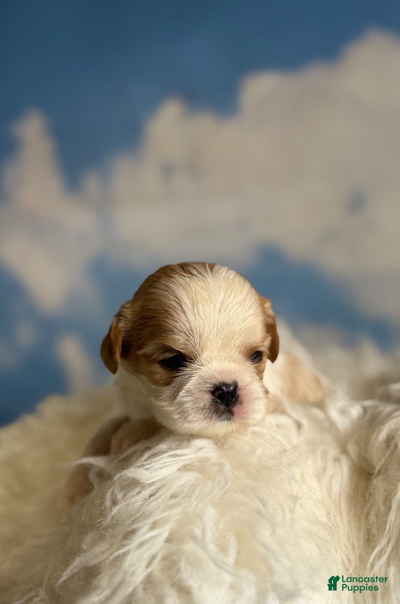 Cavapoo dogs Ginseng - Ad 1