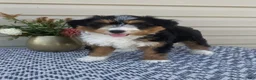 Mini Aussiedoodle dogs for sale: Amber - Ad 6