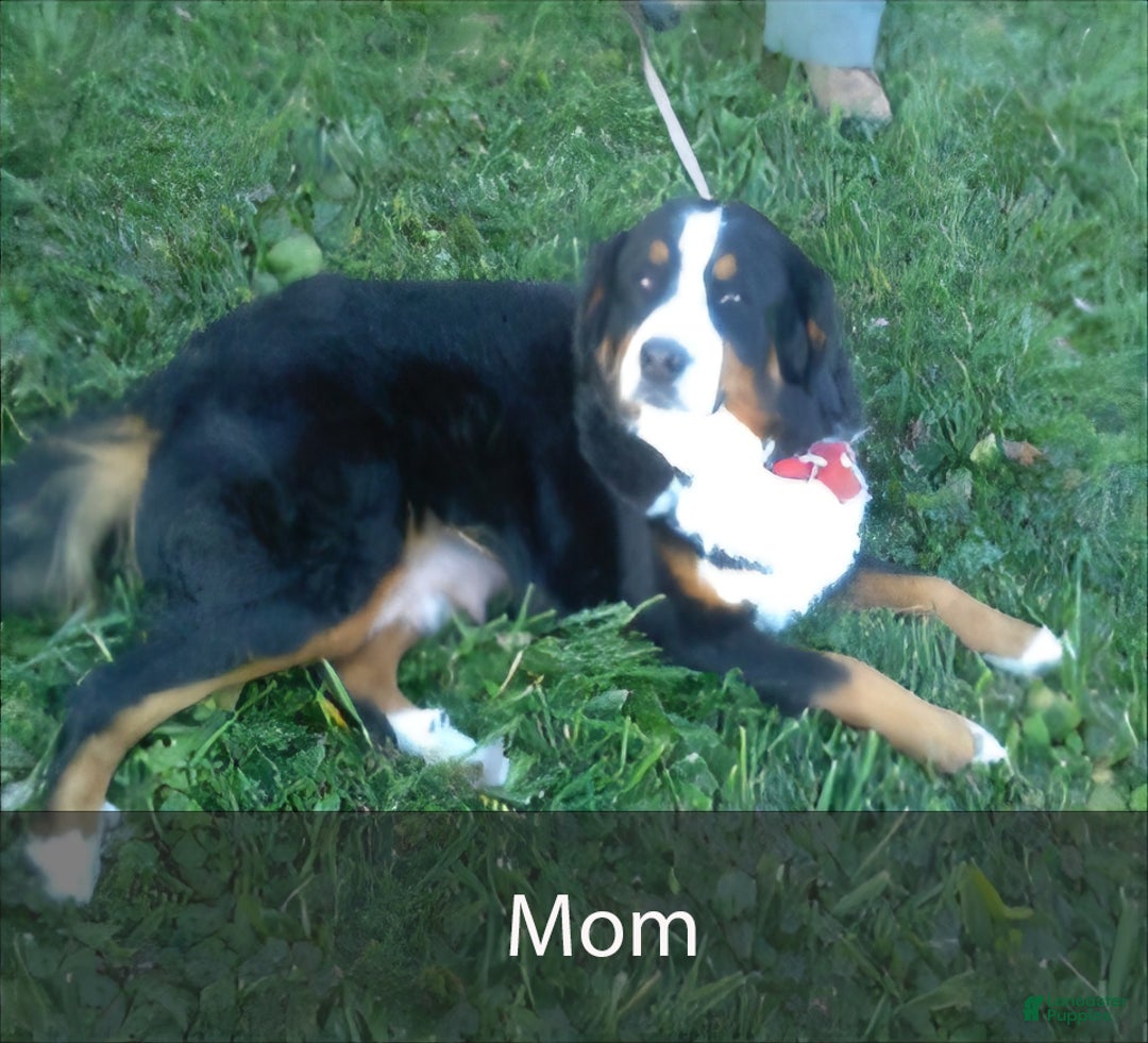 Mini Bernedoodle dogs for sale: Rocket - Ad 10